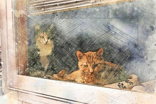 Digitally enriched photograph of an orange tabby and calico cat looking out a window. This photosketch technique creates a faux watercolour effect giving the image an overall artistic impression.