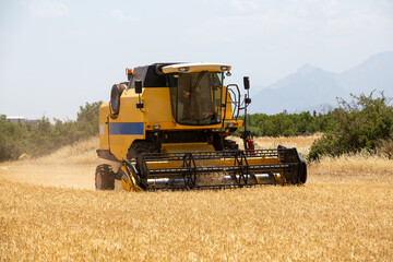 Combine harvester harvesting barley fields.Agricultural machinery
