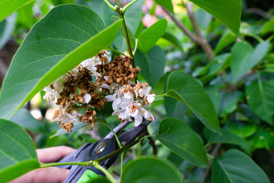 gardening,spring pruning of lilac flowers with secateurs