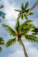 Palm trees against the blue sky on the island of Saona in the Dominican Republic