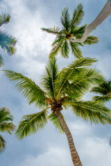 Fototapeta premium Palm trees against the blue sky on the island of Saona in the Dominican Republic