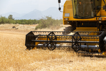 Fototapeta premium Combine harvester harvesting barley fields.Agricultural machinery