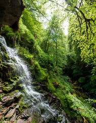 Obraz premium The Birks of Aberfeldy, circular woodland walking route in the Moness Glen outside Aberfeldy in the Highlands of Scotland, UK.