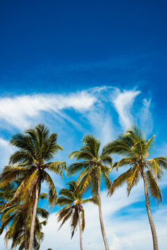 tall tropical palm trees against the blue sky in the tropics