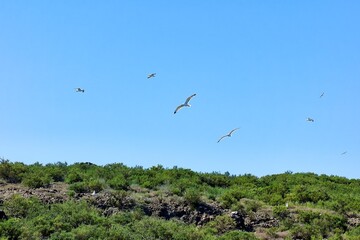 Flock of seagulls flying over an area of vegetation near the sea on a summer day with a clear blue sky