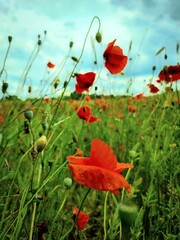 Fototapeta premium poppy flowers in the field