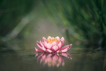 pink water lily or lotus flower on water - obrazy, fototapety, plakaty