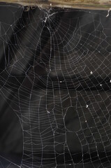 Naklejka premium spider web with dew