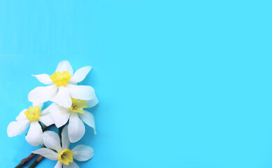 A delicate spring bouquet with white daffodils on a light blue background. A gentle spring composition. Background for a greeting card.