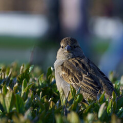 sparrow on the grass
