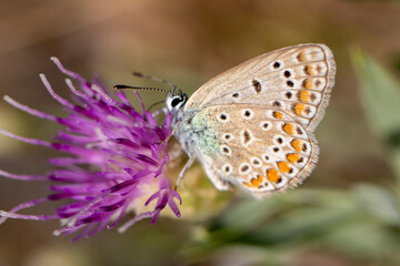beautiful butterfly perched on a purple flowering thorn plant, close-up macro photo