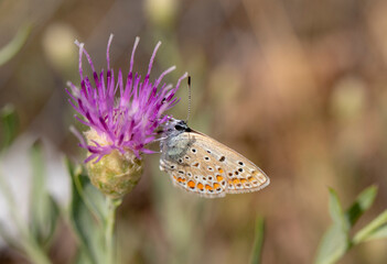 beautiful butterfly perched on a purple flowering thorn plant, close-up macro photo