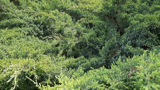 Foliage texture of Common juniper against blurred green background. Blurred background. Close-up of needles on branches of juniper. 
