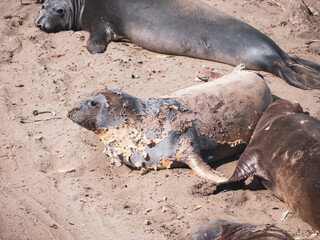 Elephant Seal Pups Molting in Piedras Blancas Rookery