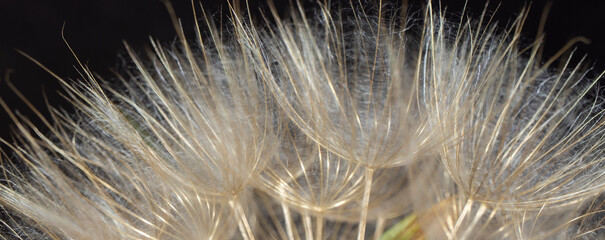 texture of dandelion sead head. macro photo.