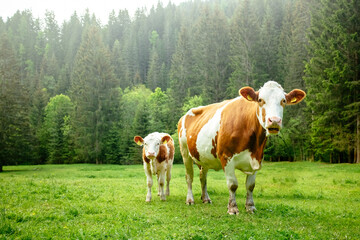 Cow with calve standing and looking into the camera in front of a mountain forest