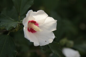 A white hibiscus flower with a red core and a long pistil