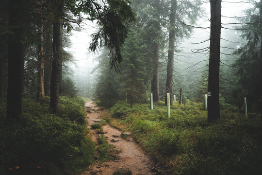 Mysterious path in the middle of wooden forrest, surrounded by green bushes and leaves and ferns in Czech republic, in Jizerske hory