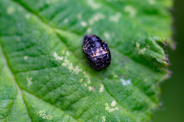 An extreme closeup of a bug on a leaf using a macro lens at very close distance.