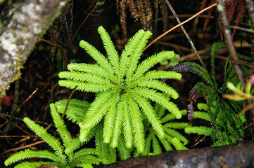 An umbrella fern (Sticherus cunninghamii), a New Zealand native fern, against a dark background in a forest in North Island.

