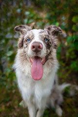 Red merle border collie portrait