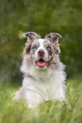 Red merle border collie portrait