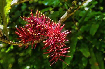 Flowers from the rewarewa tree, Knightia excelsa  (New Zealand honeysuckle), endemic in the ...