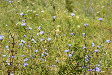 Closeup of common chicory flowers with selective focus on foreground