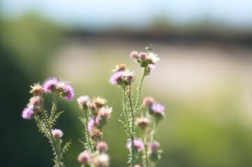 Closeup of spiny plumeless thistle flowers with blurred background