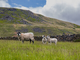 Lambs listening to Mum