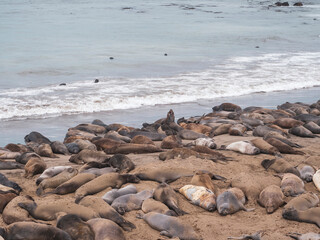 Fototapeta na wymiar Elephant Seal Pups Molting in Piedras Blancas Rookery