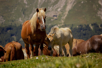 Detalle de dos caballos en el monte con su manada .