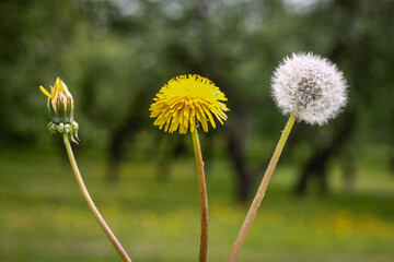 Unblown, yellow and fluffy dandelion on a blurred background. The concept of birth, youth and old age.
