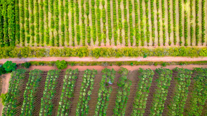 planting rows of eucalyptus and soy trees on a farm in Brazil, São Paulo. Aerial view © Pedro