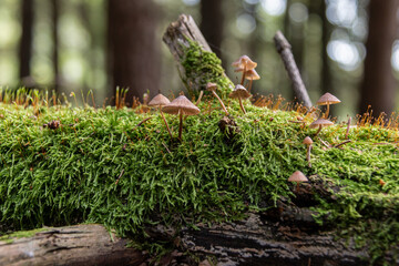 A colony of mushrooms grows from a rotten snag in the forest. Forest background. Defocused background. bokeh. Close-up.