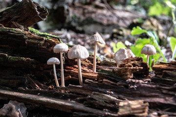A colony of mushrooms grows from a rotten snag in the forest. Magic mushrooms grow on a stump....