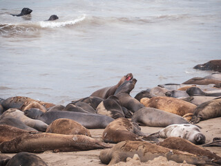 Elephant Seal pups fighting on the Beach