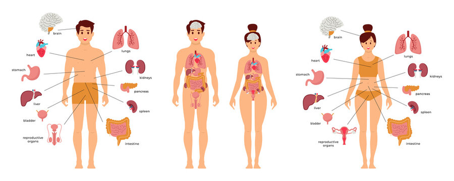 Human body anatomy structure. Male and female human organs: thyroid, heart, , kidneys, liver, lungs