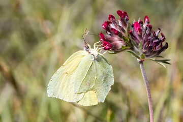  Cleopatra butterfly, Gonepteryx cleopatra