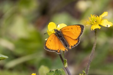 Grecian copper butterfly, Lycaena ottomanus