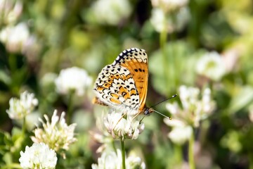 Knapweed fritillary butterfly, Melitaea phoebe