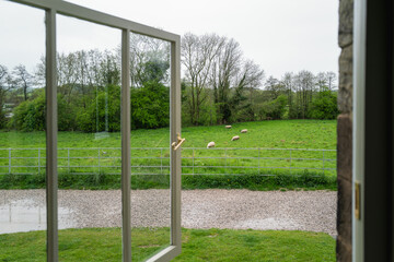 Fototapeta na wymiar Sheep in a field of grass with trees seen through an open window on a wet day.