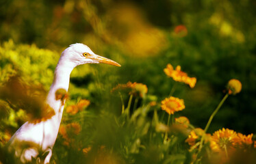 Cattle Egret among the Flower Plants