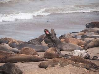 Fototapeta premium Elephant Seal pups fighting on the Beach