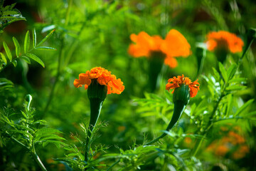 Marigold flower plant in full bloom