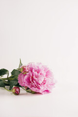 One pink peony on white background, vintage color correction, space for text