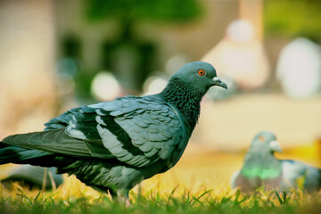 Domestic Pigeon on the green grass.