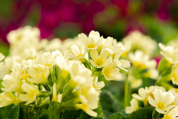 Naklejka na ściany i meble Easter concept. Primrose Primula with yellow flowers in flowerbed in spring time. Inspirational natural floral spring or summer blooming garden or park. Hello spring