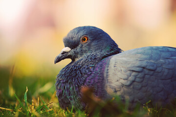 Domestic Pigeon on the green grass.