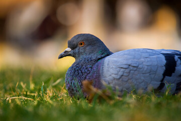 Domestic Pigeon on the green grass.